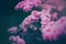 The beautiful pink lilac flowers blooming in the springtime. Nature\\\'s beauty and renewal. Delicacy of the lilac blooms,
