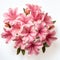 Beautiful Pink Lilies Bouquet On White Background