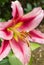 Beautiful pink lilium Anastasia in summer garden