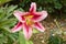 Beautiful pink lilium Anastasia in summer garden