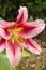 Beautiful pink lilium Anastasia in summer garden