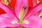Beautiful pink lily flower close up 