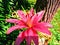 Beautiful Pink Lily Flower Virginia