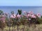 Beautiful pink lily flowers blossoming in Madeira. Ocean in background. Amaryllis belladonna