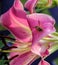 Beautiful pink lily star gazer with a wasp getting nectar