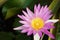 Beautiful pink lotus flower aquatic water plant close up