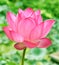 Beautiful Pink lotus flower in blooning