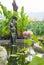 Beautiful pink Lotus in the garden with a beautiful statue girl