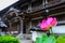 Beautiful pink lotus with Japanese style Buddhist temple