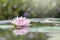 Beautiful Pink Lotus, Pink Water Lily