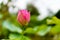 Beautiful pink lotus ready to bloom