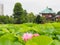 Beautiful pink lotus in Ueno park, Tokyo, Japan