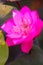 Beautiful pink lotus with yellow-green lotus pollen. Close up bi