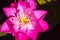 Beautiful pink lotus with yellow-green lotus pollen. Close up bi