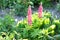 Beautiful pink lupine inflorescences blooming in the flowerbed. Blooming Lupine