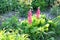 Beautiful pink lupine inflorescences blooming in the flowerbed. Blooming Lupine