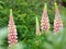 Beautiful pink Lupins in the garden