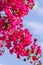 Beautiful pink magenta bougainvillea flowers and blue sky