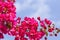 Beautiful pink magenta bougainvillea flowers and blue sky