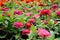 Beautiful Pink and Magenta Zinnia Elegans Flowers on wonderful flowers background