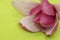 A beautiful pink Magnolia flower petals shot up close macro style in different angles and alternative backgrounds.