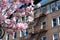 Beautiful Pink Magnolia Flowering Tree during Spring in front of an Old Apartment Building with Fire Escapes in Woodside Queens Ne