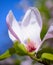 Beautiful Pink Magnolia Flowers on Blue Sky Background. Spring Floral Image