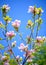 Beautiful Pink Magnolia Flowers on Blue Sky Background. Spring Floral Image