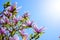 Beautiful Pink Magnolia Flowers on Blue Sky Background. Spring Floral Image