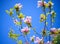 Beautiful Pink Magnolia Flowers on Blue Sky Background. Spring Floral Image