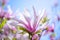 Beautiful Pink Magnolia Flowers on Blue Sky Background. Spring Floral Image