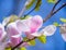 Beautiful Pink Magnolia Flowers on Blue Sky Background. Spring Floral Image