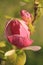 beautiful pink magnolia grows in the garden in spring