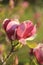 beautiful pink magnolia grows in the garden in spring