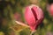 beautiful pink magnolia grows in the garden in spring