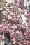 Beautiful pink Magnolia soulangeana flowers on a tree. Magnolia scented blooms with Tulip-like flowers in the spring garden.