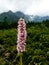 Beautiful pink mountain flower in national park of Vysoke Tatry