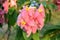 Beautiful Pink Mussaenda \\\'dona luz\\\' flower close up