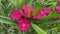 beautiful pink Oleander flower in the garden