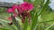 beautiful pink Oleander flower in the garden