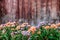 Beautiful Pink orange blooming chrysanthemum flower with grungy rustic Galvanized iron background