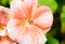 Beautiful pink orange geranium flower with stamens in the garden close up selective focus.