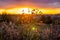 Beautiful pink and orange sunset in a field through grass and flowers. A fiery, bright sunset