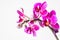 Beautiful pink orchid blossom and latent bud with nice purple and violet petals and some fresh honey for insects like bees