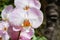 Beautiful pink orchid branch variety Phalaenopsis Sanderiana