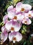 Beautiful pink orchid branch variety Phalaenopsis Sanderiana