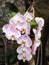 Beautiful pink orchid branch variety Phalaenopsis Sanderiana