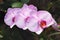 Beautiful pink orchid branch variety Phalaenopsis Sanderiana