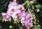 Beautiful pink orchid branch variety Phalaenopsis Sanderiana