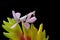 Beautiful Pink Orchid mantis on flower with isolated backgroun